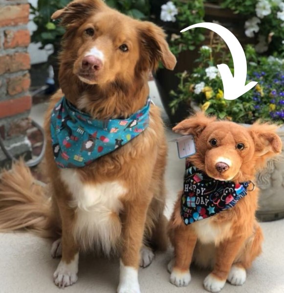 Custom Stuffed Animals of Your Pet